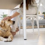 pets indoor