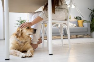 pets indoor